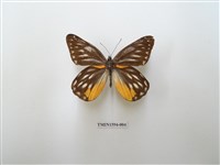 藏品(黃裙豔粉蝶)的圖片